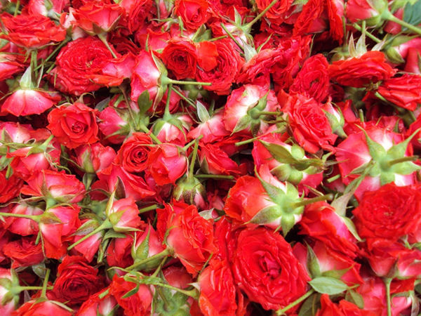 Fresh Button Roses - Pookadai Florist Toronto