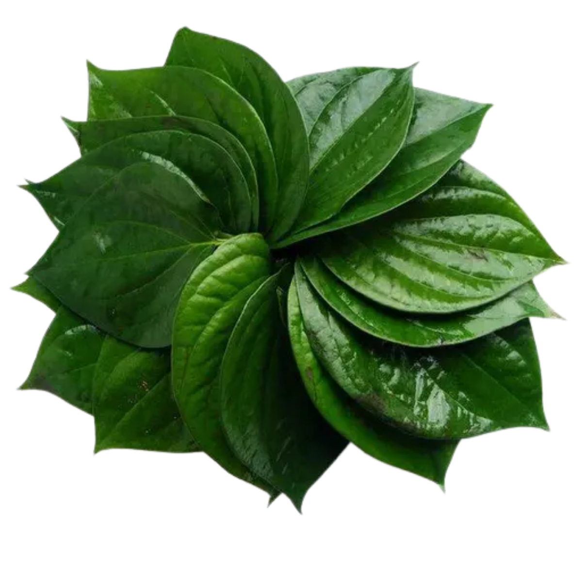 Vettrilai / Betel/ Pan Leaves - Pookadai Florist Toronto