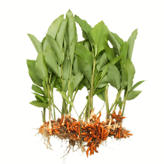 Manjal Kothu ( Turmeric Stalk ) for Pongal - Pookadai Florist Toronto