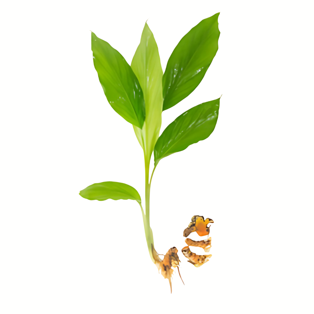 Manjal Kothu ( Turmeric Stalk ) for Pongal - Pookadai Florist Toronto