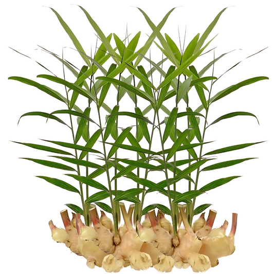 Inji Kothu ( Ginger Stalk ) for Pongal - Pookadai Florist Toronto