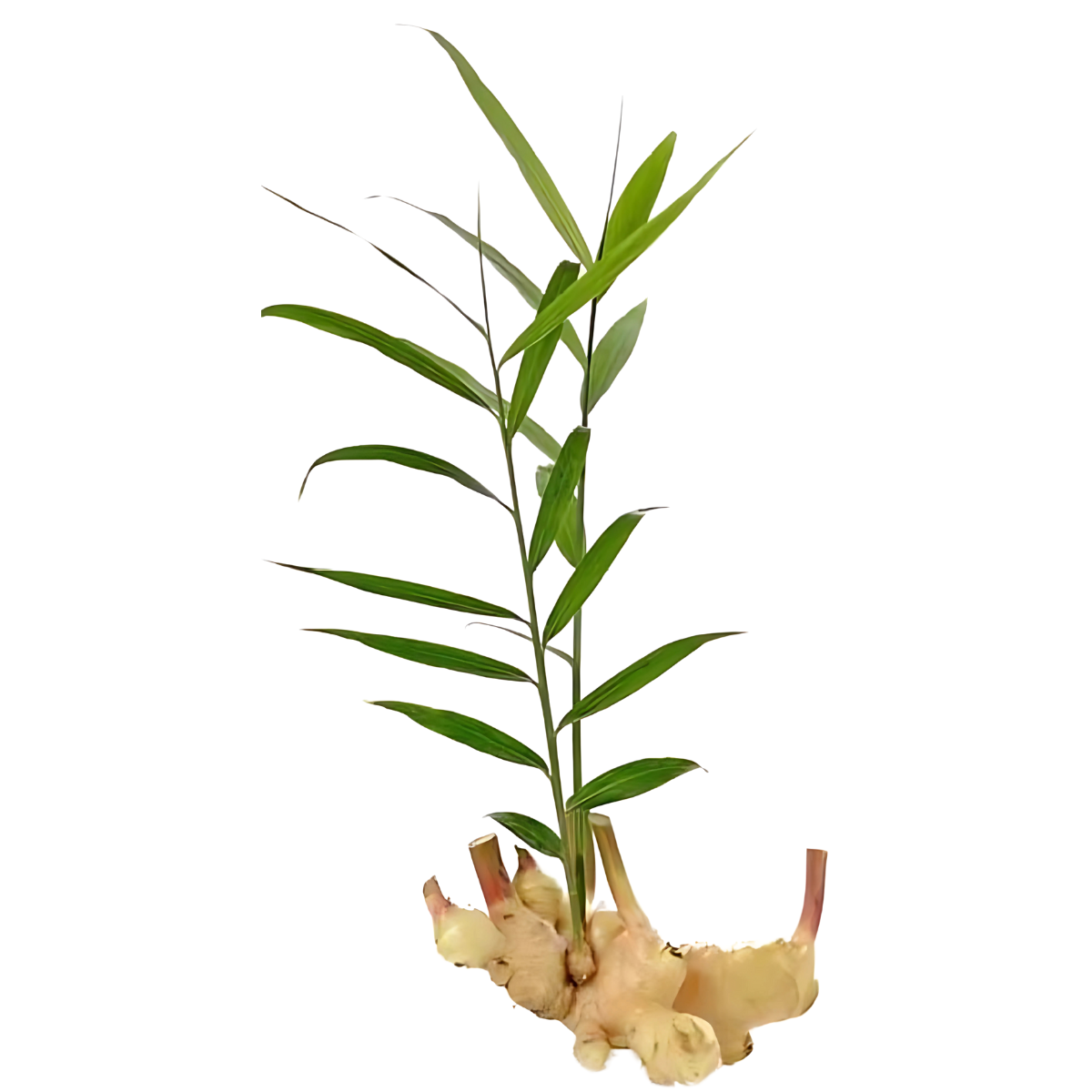 Inji Kothu ( Ginger Stalk ) for Pongal - Pookadai Florist Toronto