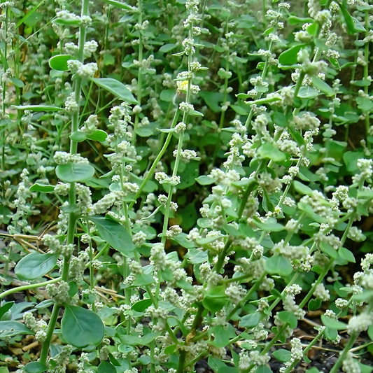 Siru Poolai / Poola Poo (Mountain Knot Grass Flower)  for Pongal - Pookadai Florist Toronto