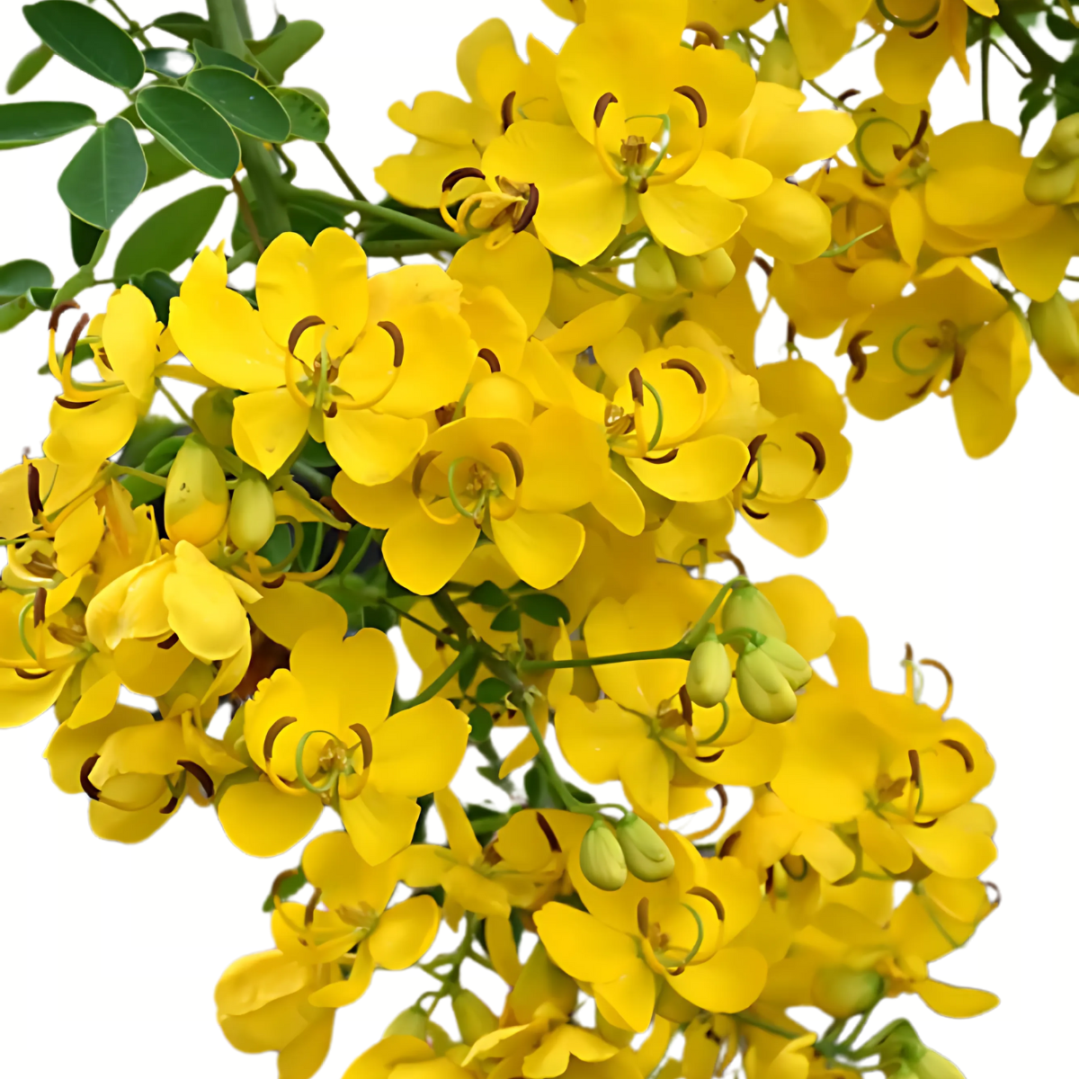 Aavaram poo/ Tanner - Pookadai Florist Toronto