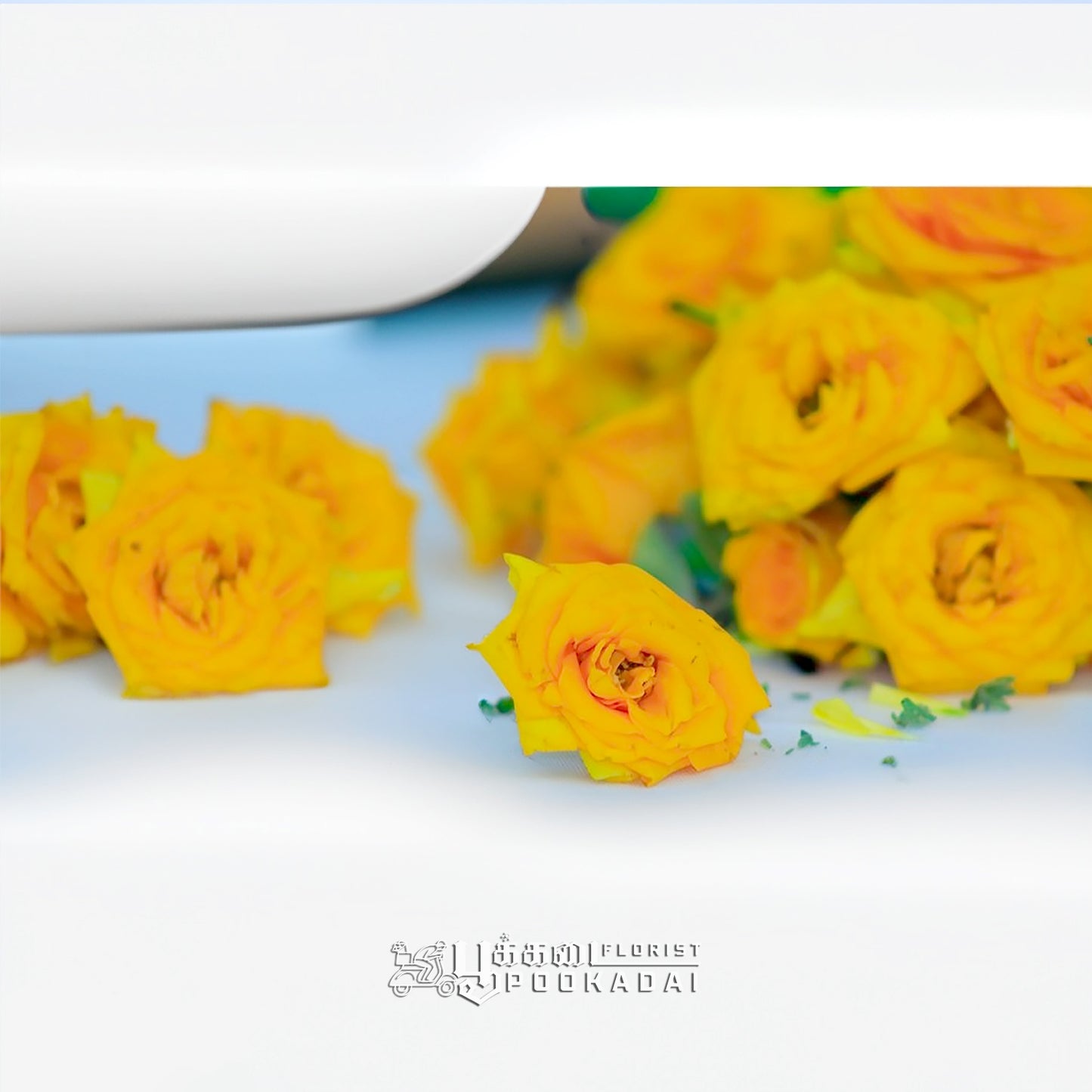 Fresh Button Roses - Pookadai Florist Toronto