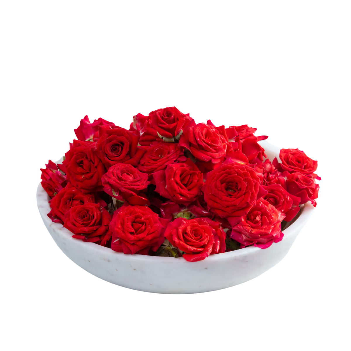 Fresh Button Roses