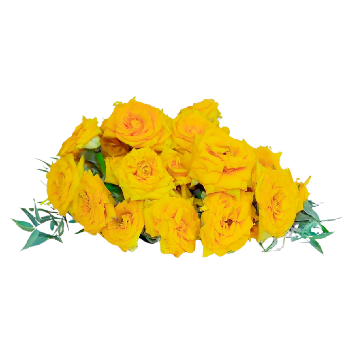 Fresh Button Roses