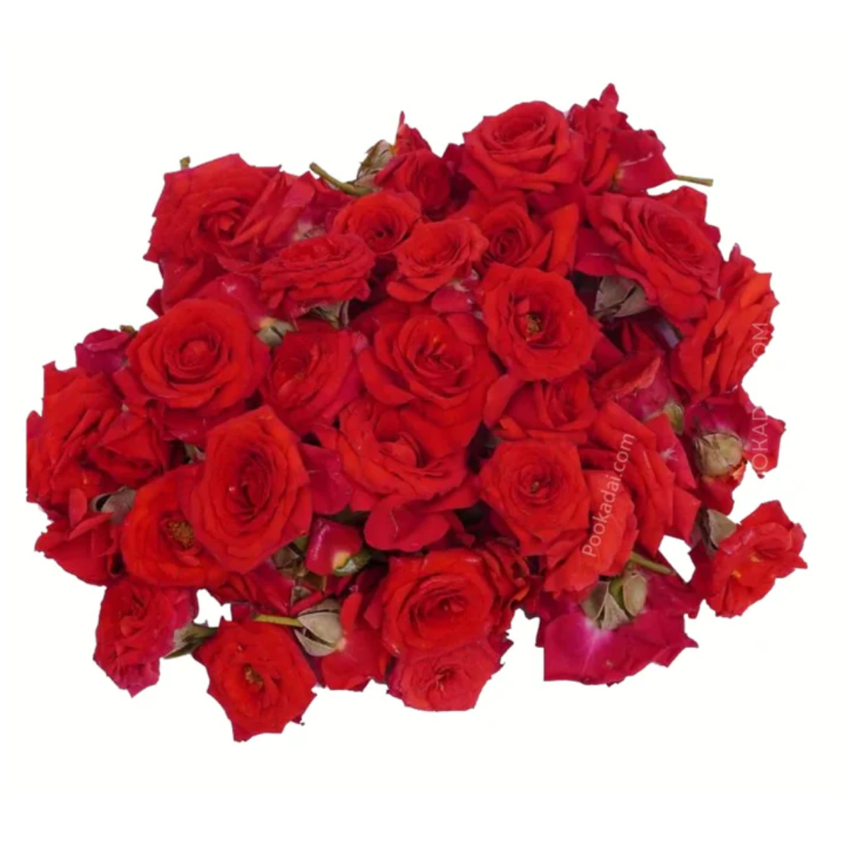 Fresh Button Roses