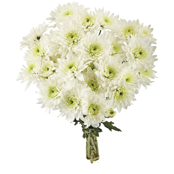Fresh Chrysanthemum (Mum)