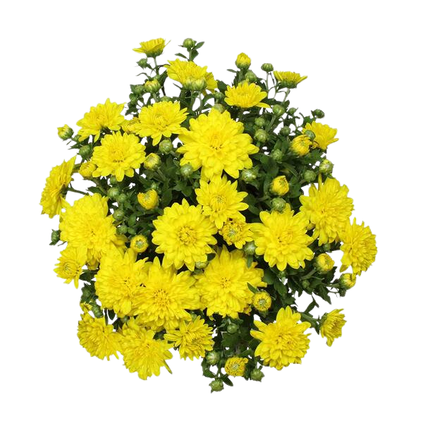 Fresh Chrysanthemum (Mum)