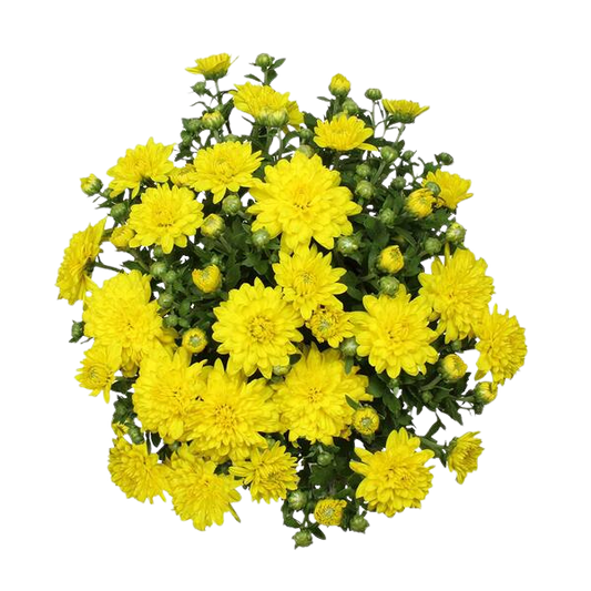 Fresh Chrysanthemum (Mum)