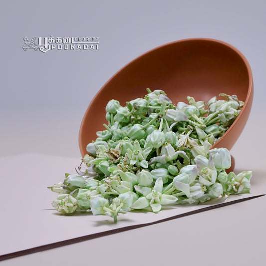 Erukkam Pushpam / Madar Flower - Pookadai Florist Toronto