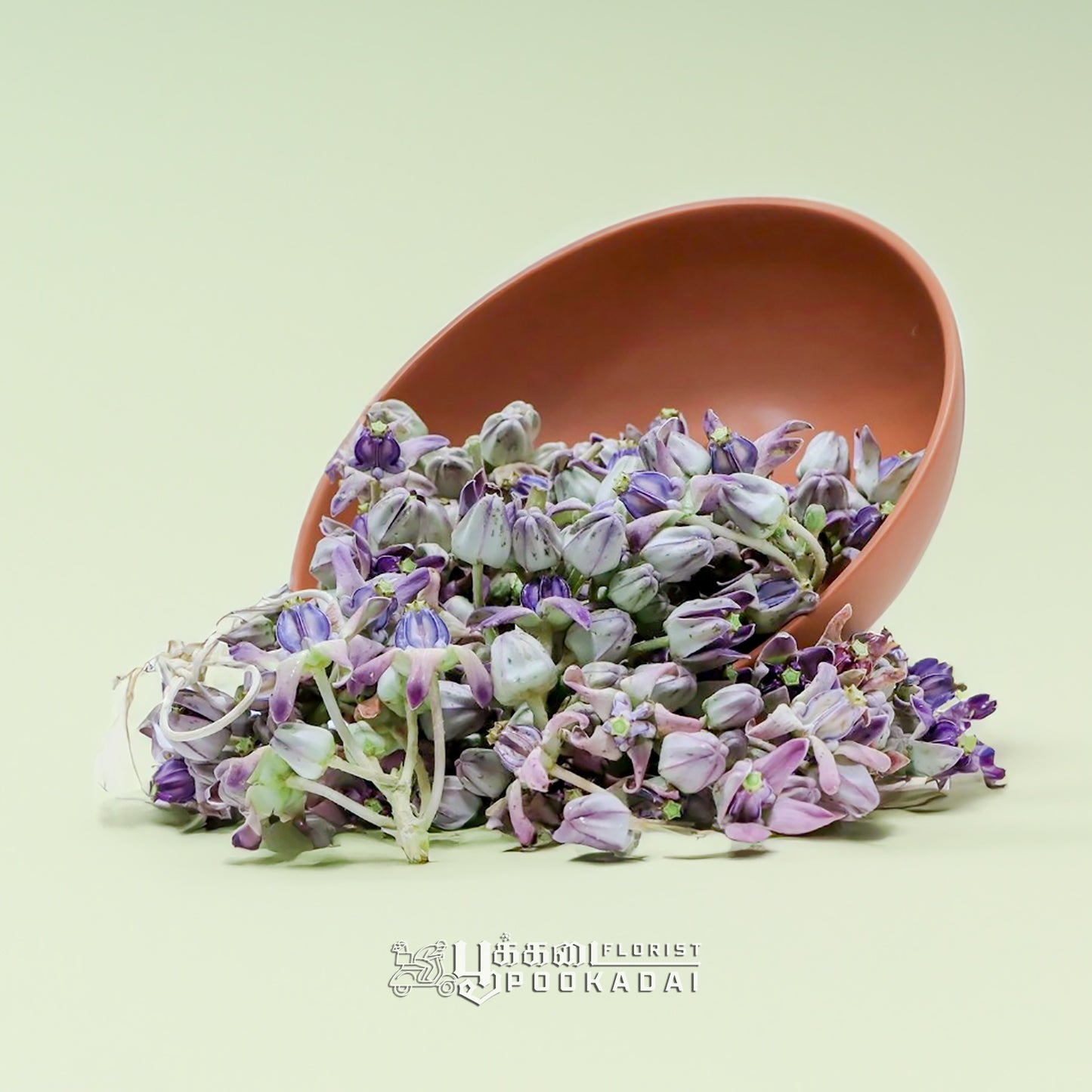 Erukkam Pushpam / Madar Flower - Pookadai Florist Toronto