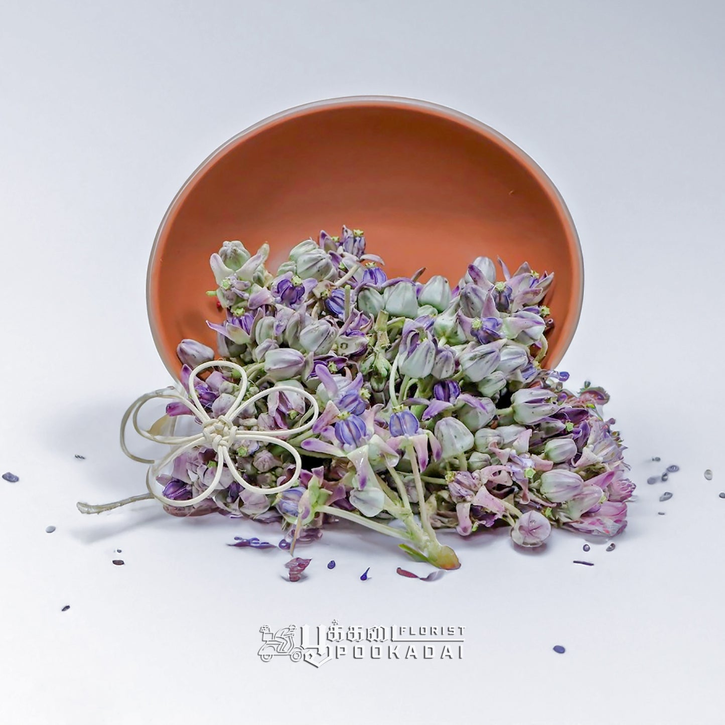 Erukkam Pushpam / Madar Flower - Pookadai Florist Toronto
