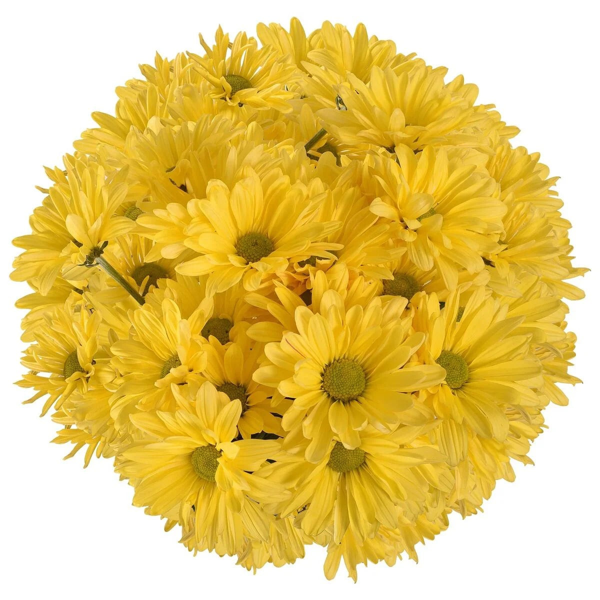Fresh Cut Daisies