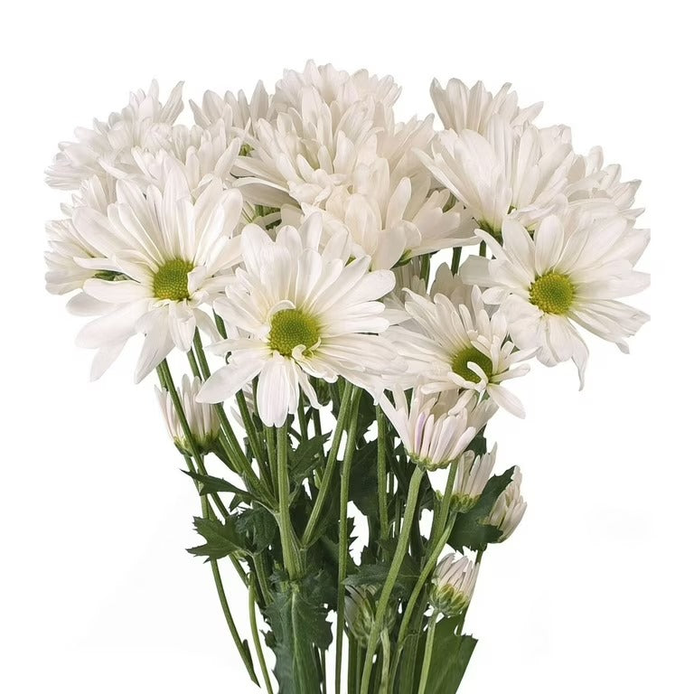 Fresh Cut Daisies