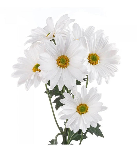 Fresh Cut Daisies