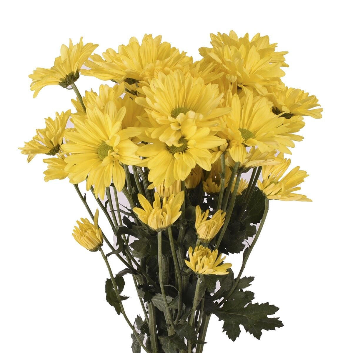 Fresh Cut Daisies
