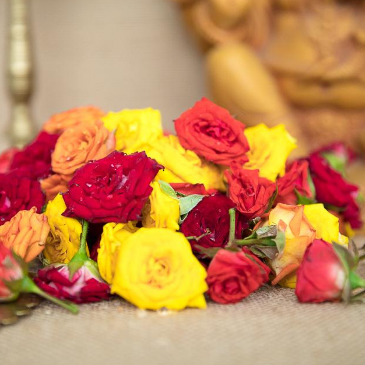 Fresh Button Roses