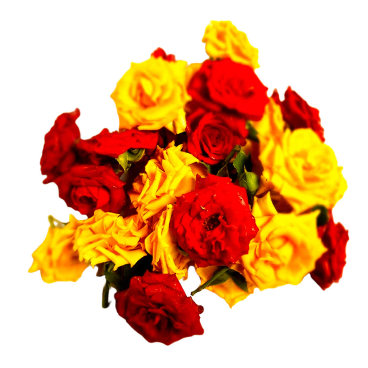 Fresh Button Roses