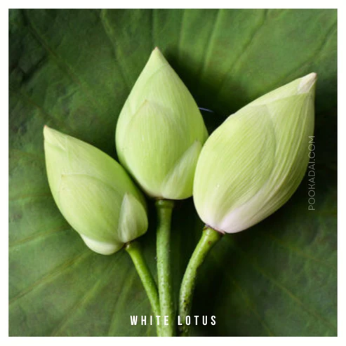 Fresh_Lotus_White