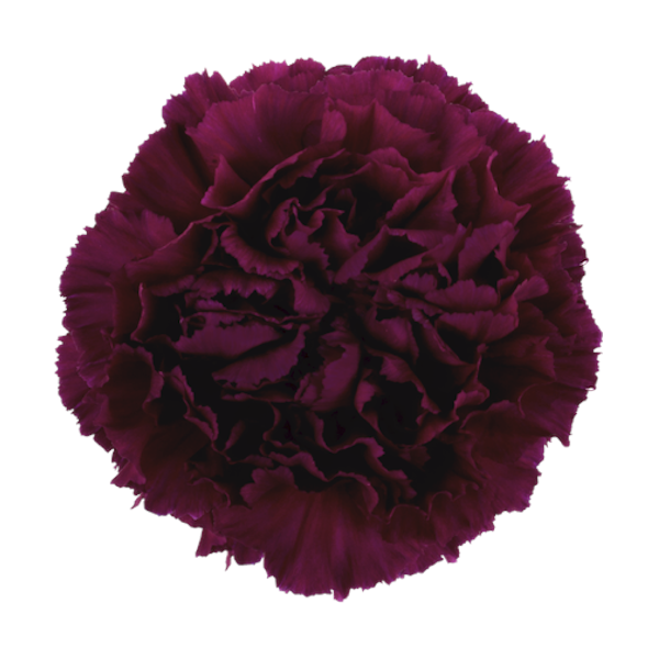 Carnations - Pookadai Florist Toronto