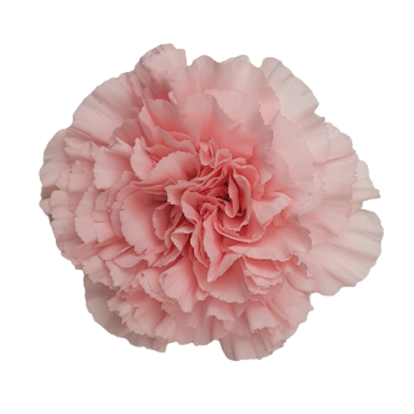 Carnations - Pookadai Florist Toronto