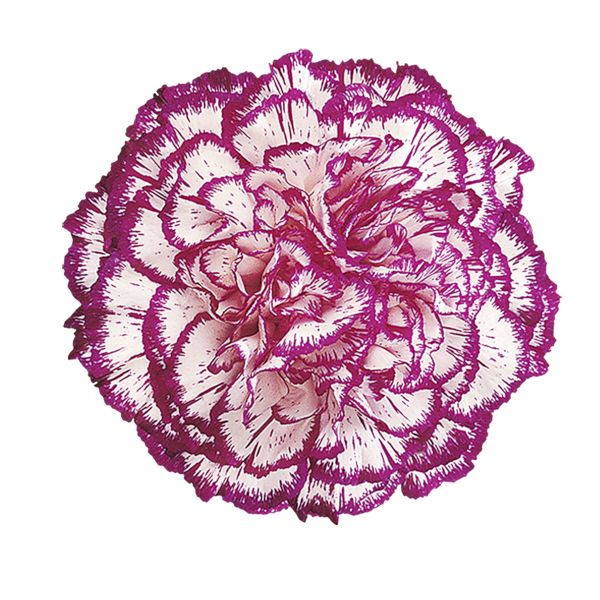 Carnations - Pookadai Florist Toronto
