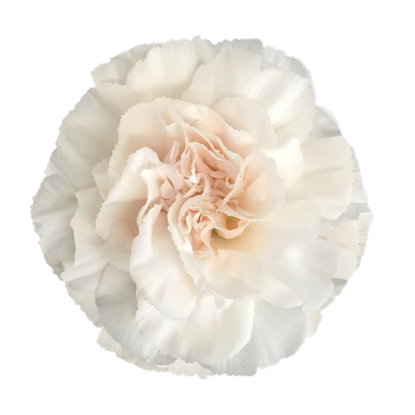 Carnations - Pookadai Florist Toronto