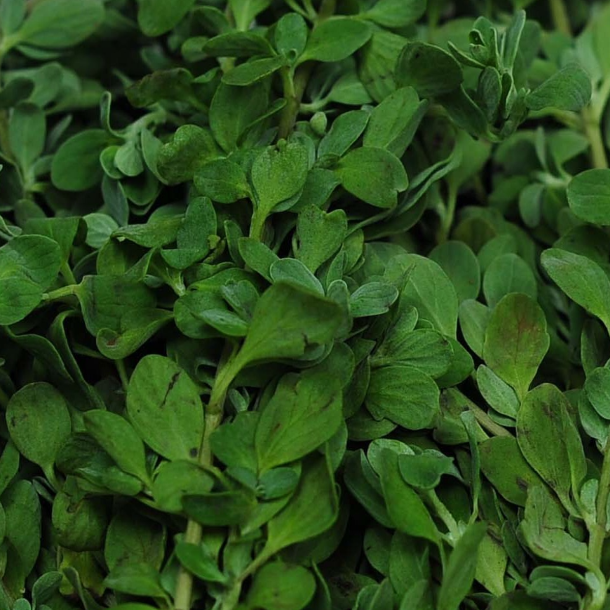 Marugu / Maruvam or Marjoram Leaves - Pookadai Florist Toronto