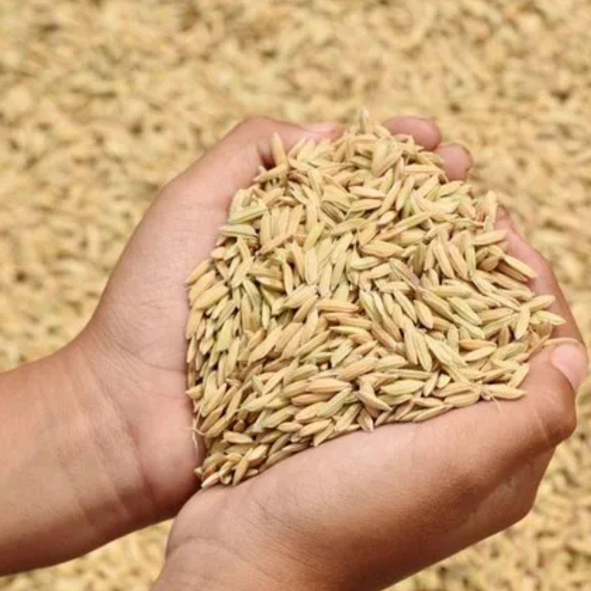 Rice Paddy Seeds/ Nellu 200g