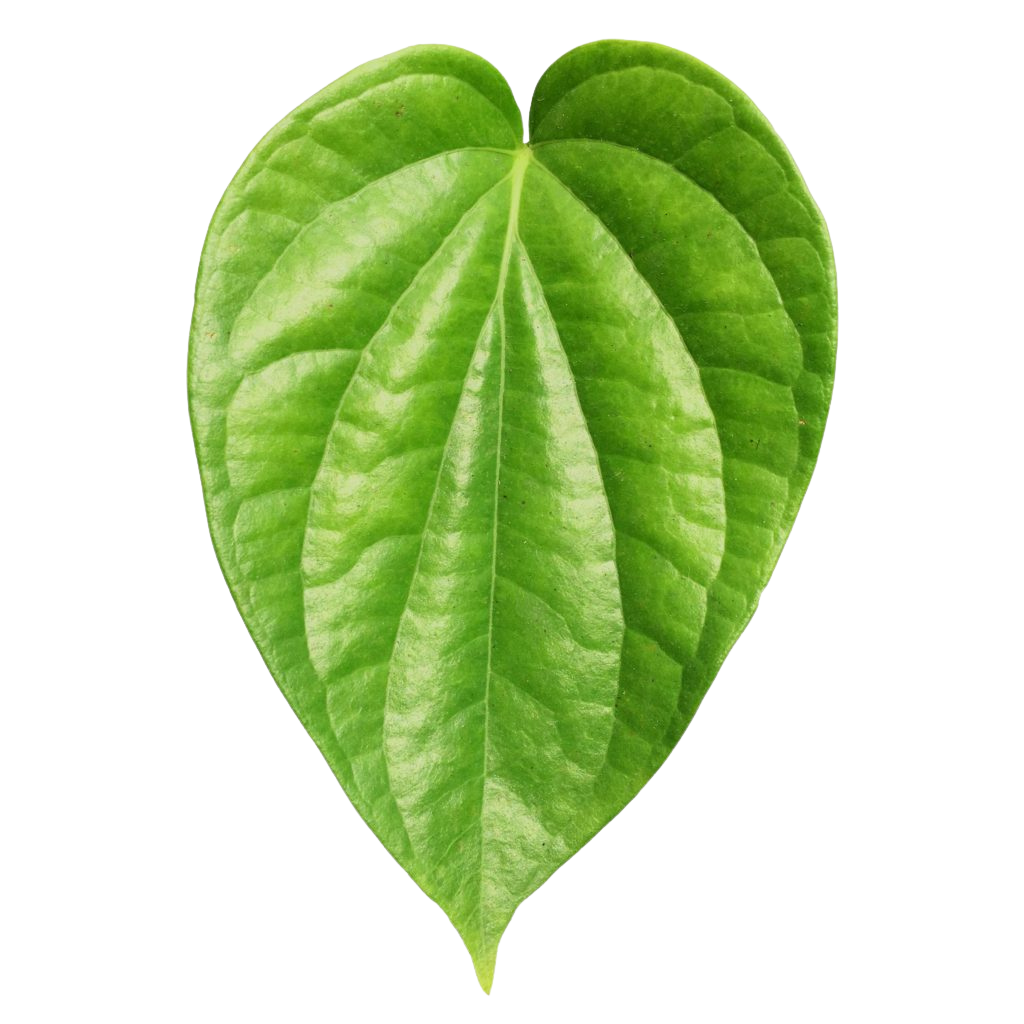 Vettrilai / Betel/ Pan Leaves - Pookadai Florist Toronto