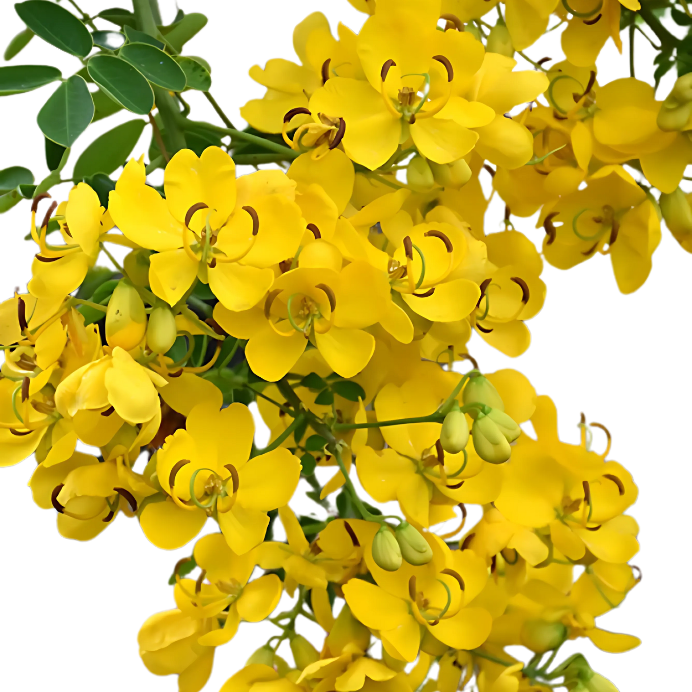 Aavaram poo/ Tanner - Pookadai Florist Toronto