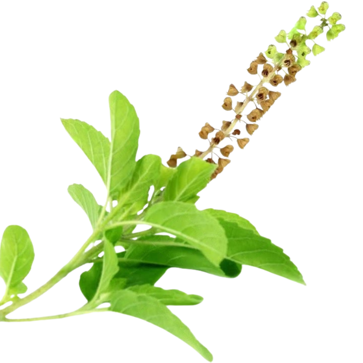 Tulsi Leaves - Thulasi (Holy Basil) - Pookadai Florist Toronto