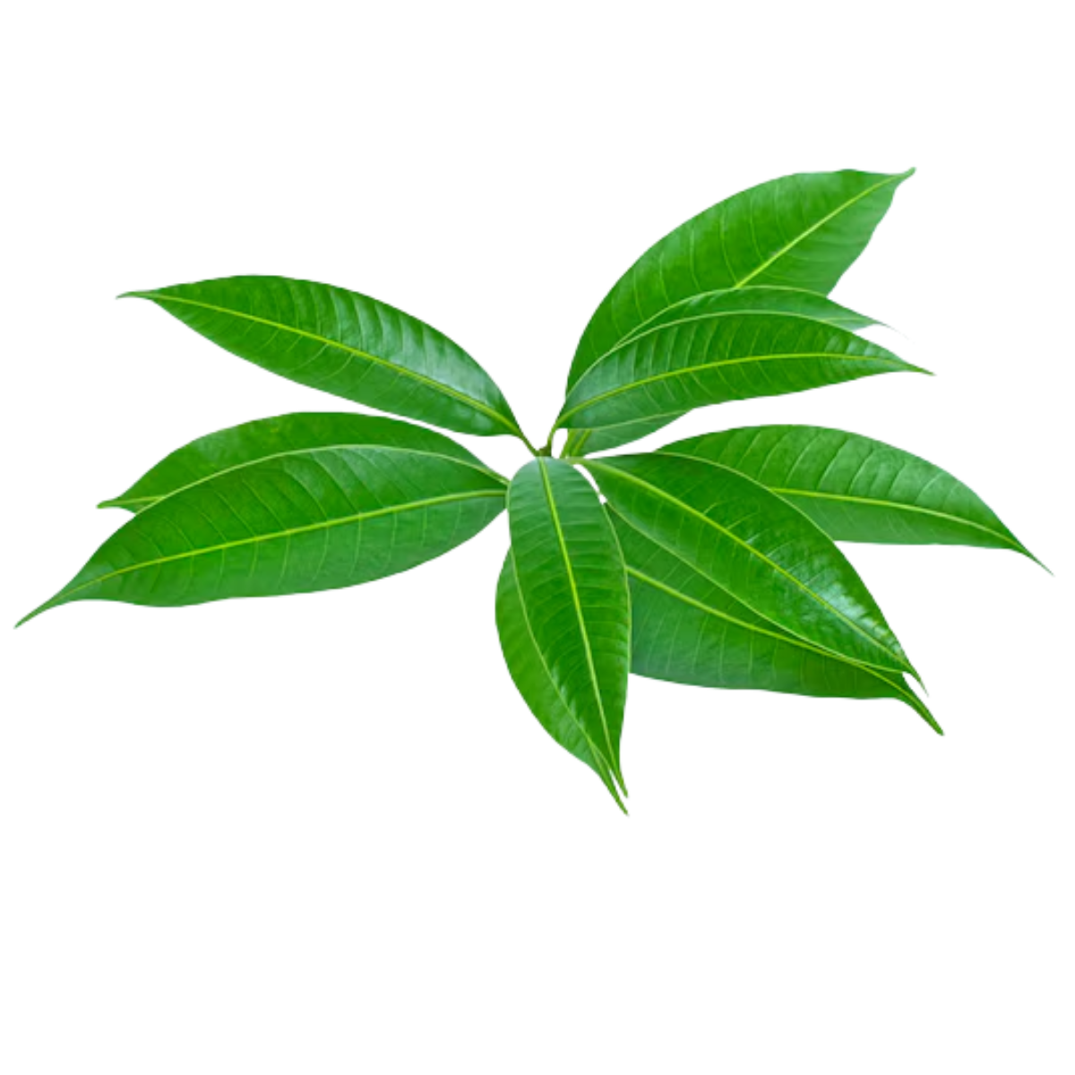 Mango Leaves - Pookadai Florist Toronto