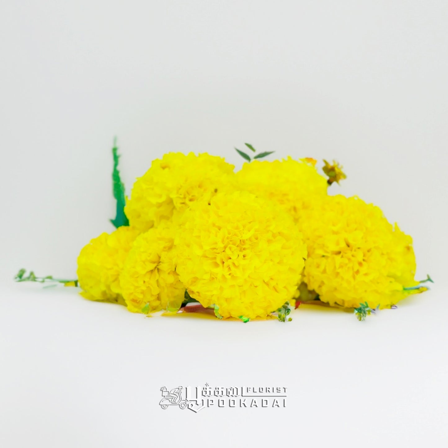 Fresh Marigold / Sevvanthi / Banthipoolu - Pookadai Florist Toronto
