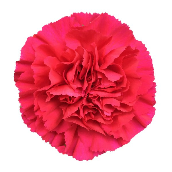 Carnations - Pookadai Florist Toronto
