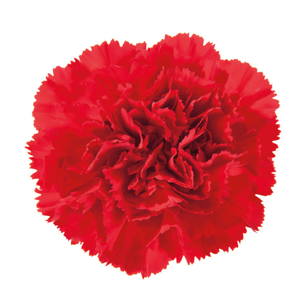 Carnations - Pookadai Florist Toronto