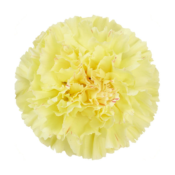 Carnations - Pookadai Florist Toronto