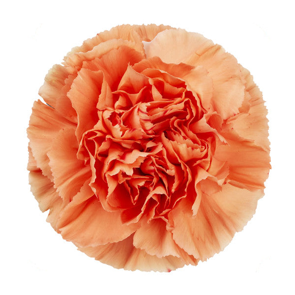 Carnations - Pookadai Florist Toronto