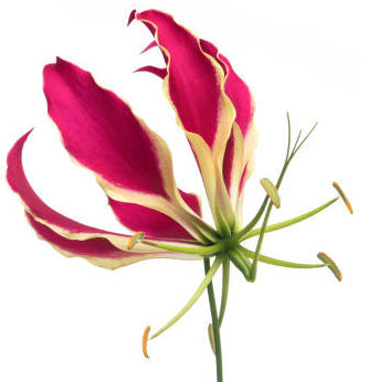 Karthigai Poo ( Gloriosa)