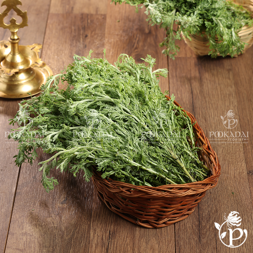Marikolundu | Davanam Leaf | Davana Patta