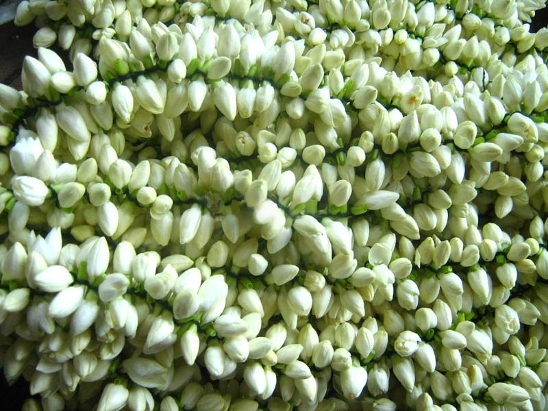 Jasmine Strings  - Regular - Pookadai Florist Toronto