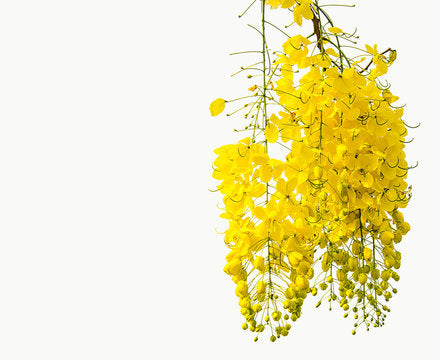 Konna Flowers / Kani Konna - Pookadai Florist Toronto