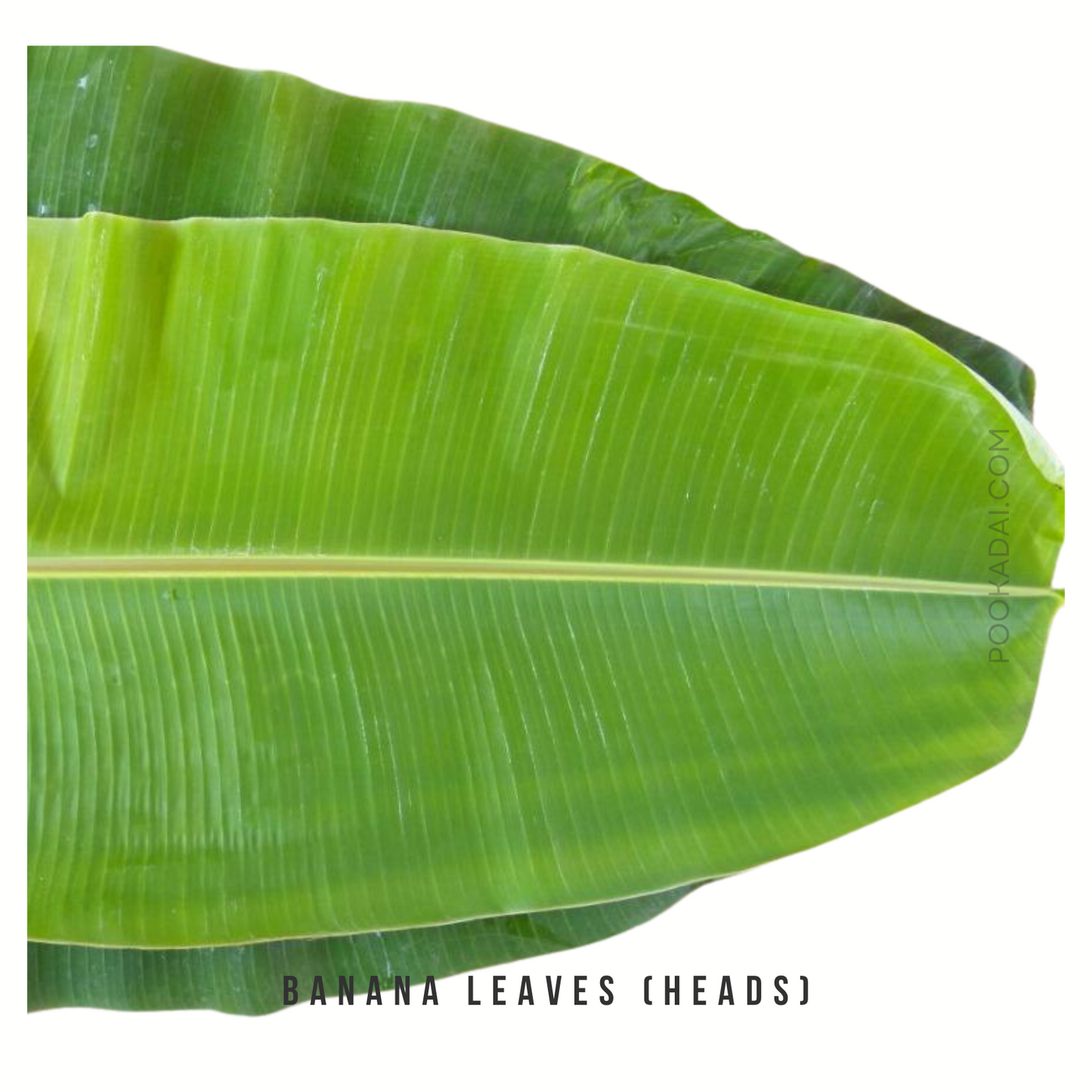 Banana Leaf - Pookadai Florist Toronto