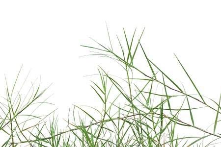 Arugam Durva Doob Dhubhari Bermuda Grass