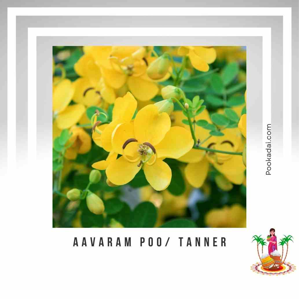 Aavaram poo/ Tanner - Pookadai Florist Toronto