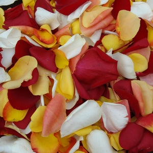 Flower Petals - Fresh Rose Petals - Pookadai Florist Toronto