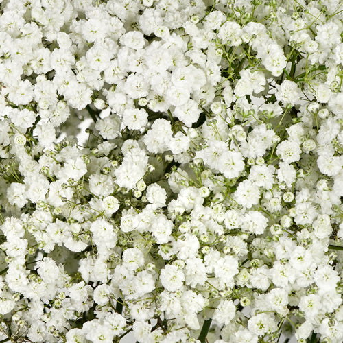 Baby's Breath - Pookadai Florist Toronto