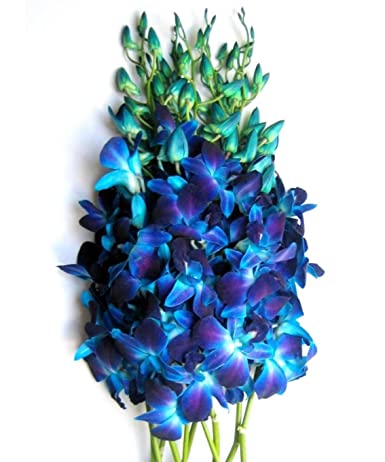 Dendrobium Orchids - Pookadai Florist Toronto